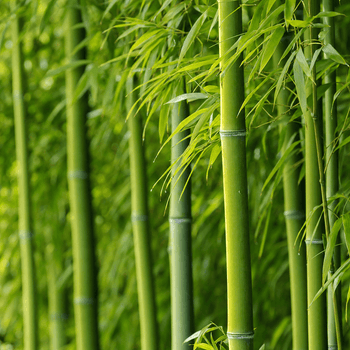 Bamboo Extract