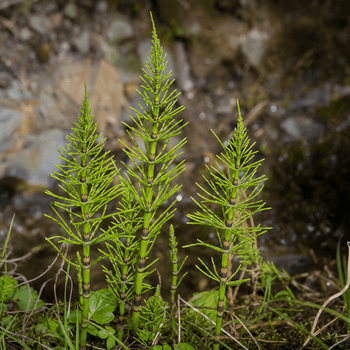 Horsetail