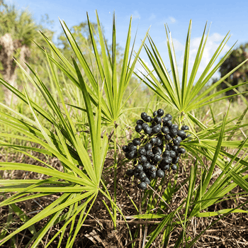 Saw Palmetto