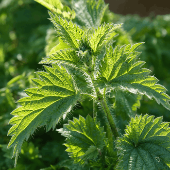 Stinging Nettle